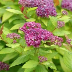 DOUBLE PLAY® DOLLY™ SPIRAEA -Shrubs Central DETA4 5303
