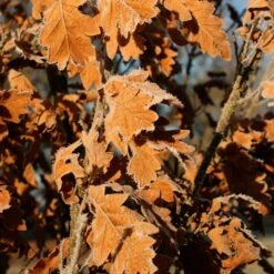 SKINNY GENESĀ® OAK