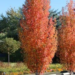 ARMSTRONG GOLD® MAPLE -Shrubs Central DETA4 5466