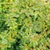 BRILLIANTINA™ ABELIA -Shrubs Central DETA4 5720