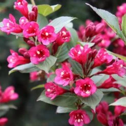SONIC BLOOM® PUNCH™ WEIGELA -Shrubs Central DETA4 5751