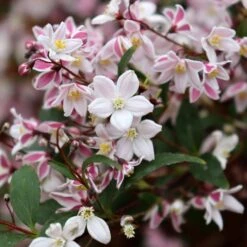 YUKI KABUKI™ DEUTZIA -Shrubs Central DETA4 5762