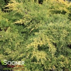 SAYBROOK GOLD® JUNIPER -Shrubs Central DETA4 877
