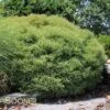 MR. BOWLING BALL ARBORVITAE -Shrubs Central DETA5 1093