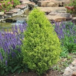 GOLD CONE JUNIPER -Shrubs Central DETA5 1095