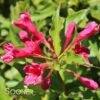 RED PRINCE WEIGELA 1 RED PRINCE WEIGELA -Shrubs Central DETA5 1296