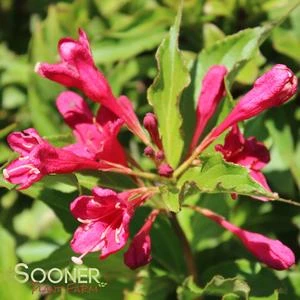 RED PRINCE WEIGELA 3 RED PRINCE WEIGELA