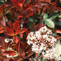 FIREBALL RED™ PHOTINIA -Shrubs Central DETA5 1341