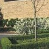 CHICAGOLAND GREEN® BOXWOOD 2 CHICAGOLAND GREEN® BOXWOOD -Shrubs Central DETA5 1567