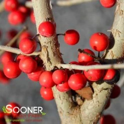 WARREN'S RED POSSUMHAW HOLLY -Shrubs Central DETA5 1598