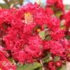DYNAMITE® CRAPEMYRTLE -Shrubs Central DETA5 161