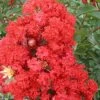 RED ROCKET® CRAPEMYRTLE -Shrubs Central DETA5 164