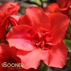 AUTUMN EMBERS® ENCORE® AZALEA 7 AUTUMN EMBERS® ENCORE® AZALEA -Shrubs Central DETA5 181