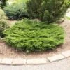 MINI ARCADIA JUNIPER -Shrubs Central DETA5 1958