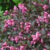 FINE WINE® WEIGELA -Shrubs Central DETA5 2110