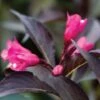 SPILLED WINE® WEIGELA 2 SPILLED WINE® WEIGELA -Shrubs Central DETA5 2111