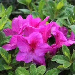 BLOOM-A-THON® LAVENDER AZALEA -Shrubs Central DETA5 2243
