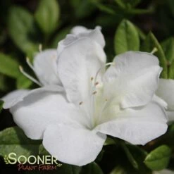 BLOOM-A-THON® WHITE AZALEA -Shrubs Central DETA5 2244