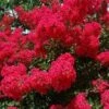 RED ROOSTER® CRAPEMYRTLE -Shrubs Central DETA5 2257