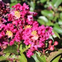 BERRY DAZZLE® CRAPEMYRTLE 9 BERRY DAZZLE® CRAPEMYRTLE -Shrubs Central DETA5 2259