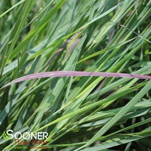 PRAIRIE WINDS® CHEYENNE SKY SWITCH GRASS 3 PRAIRIE WINDS® CHEYENNE SKY SWITCH GRASS - Image 2