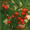 RED SPRITE WINTERBERRY HOLLY 2 RED SPRITE WINTERBERRY HOLLY -Shrubs Central DETA5 2351