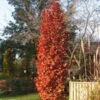 CHIMNEY FIRE OAK -Shrubs Central DETA5 2373