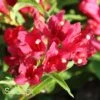 SONIC BLOOM® RED WEIGELA -Shrubs Central DETA5 2435
