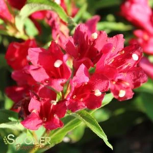 SONIC BLOOM® RED WEIGELA 3 SONIC BLOOM® RED WEIGELA