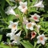 SONIC BLOOM® PEARL WEIGELA -Shrubs Central DETA5 2436