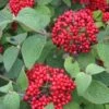 RED BALLOON® VIBURNUM 2 RED BALLOON® VIBURNUM -Shrubs Central DETA5 2437