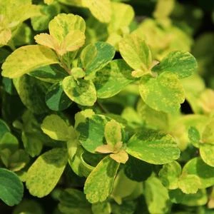 GOLDEN GLITTER™ SPIRAEA 4 GOLDEN GLITTER™ SPIRAEA - Image 2