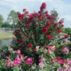 PRINCESS HOLLY ANN™ CRAPEMYRTLE -Shrubs Central DETA5 2535