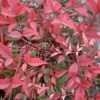 FLIRT™ NANDINA -Shrubs Central DETA5 2539