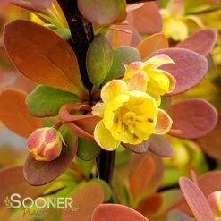 SUNJOY® TANGELO BARBERRY -Shrubs Central DETA5 2569