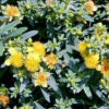BLUES FESTIVAL® ST. JOHN'S WORT -Shrubs Central DETA5 2581