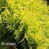 ANNA'S MAGIC BALL® ARBORVITAE -Shrubs Central DETA5 2594