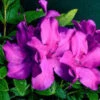 BLOOM-A-THON® PURPLE SPECTACULAR™ AZALEA 1 BLOOM-A-THON® PURPLE SPECTACULAR™ AZALEA -Shrubs Central DETA5 2657