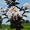 MOONLIGHT MAGIC™ CRAPEMYRTLE -Shrubs Central DETA5 2672