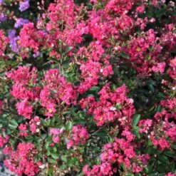 STRAWBERRY DAZZLE® CRAPEMYRTLE -Shrubs Central DETA5 2686