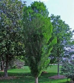 LINDSEY'S SKYWARD™ BALD CYPRESS 9 LINDSEY'S SKYWARD™ BALD CYPRESS -Shrubs Central DETA5 2703