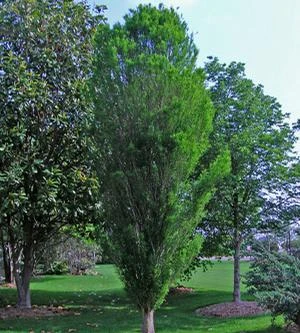 LINDSEY'S SKYWARD™ BALD CYPRESS 6 LINDSEY'S SKYWARD™ BALD CYPRESS - Image 4