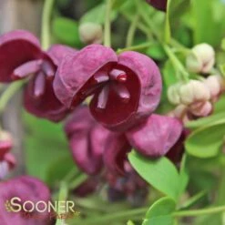 CHOCOLATE VINE -Shrubs Central DETA5 2715