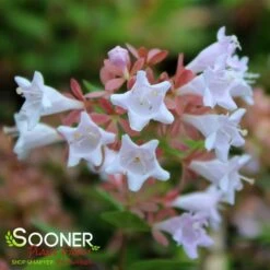 RASPBERRY PROFUSION™ ABELIA -Shrubs Central DETA5 2716