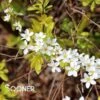 GOLD THREAD™ SPIRAEA -Shrubs Central DETA5 2719