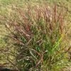 SHENANDOAH SWITCH GRASS 1 SHENANDOAH SWITCH GRASS -Shrubs Central DETA5 272