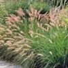 HAMELN DWARF FOUNTAIN GRASS -Shrubs Central DETA5 274