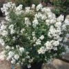ENDURING SUMMER™ WHITE CRAPEMYRTLE -Shrubs Central DETA5 2826