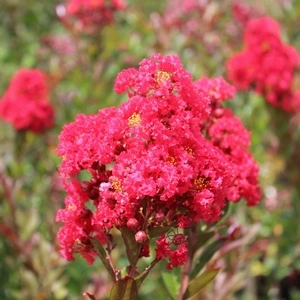 ENDURING SUMMER™ RED CRAPEMYRTLE 4 ENDURING SUMMER™ RED CRAPEMYRTLE - Image 2