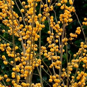 BERRY HEAVY® GOLD WINTERBERRY HOLLY 5 BERRY HEAVY® GOLD WINTERBERRY HOLLY - Image 3